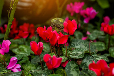 Close-up of pink flowering plants