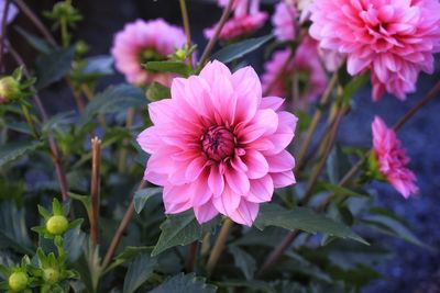 Close-up of pink flowering plant