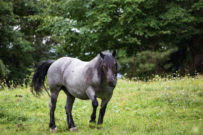 Horse standing in field