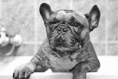 Close-up portrait of a dog