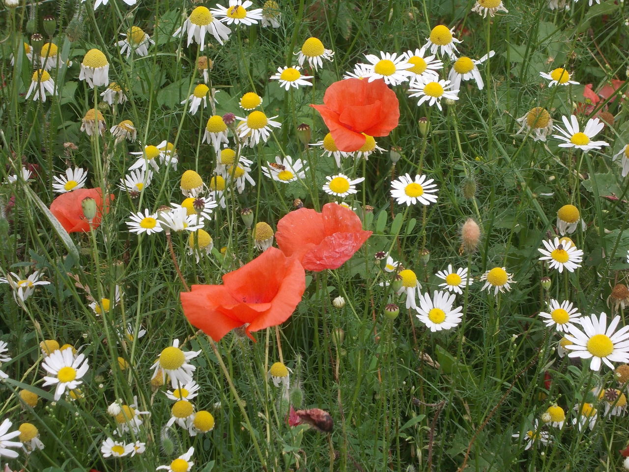 CLOSE-UP OF POPPY FLOWERS IN BLOOM