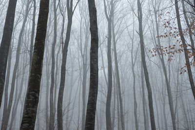 Full frame shot of bare trees in forest