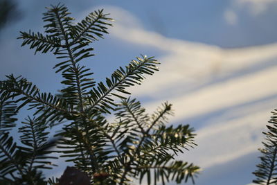 Low angle view of tree against sky