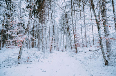 Bare trees on snow covered land