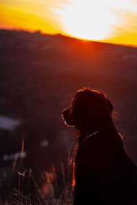 Dog looking away at sunset