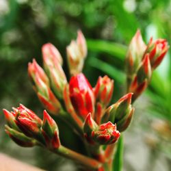 Close-up of buds