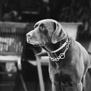 Close-up of dog looking away