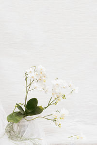 White orchid against white background