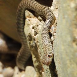 Close-up of lizard