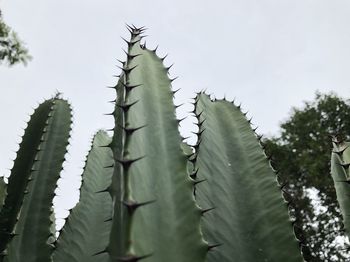 Low angle view of cactus plant against sky