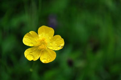 Close-up of yellow flower blooming outdoors