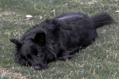 Close-up of black dog on field