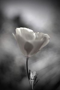 Close-up of flower against blurred background