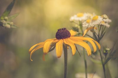 Close-up of yellow flowering plant