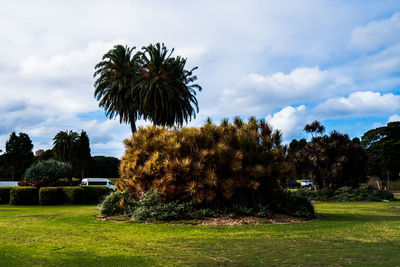 Palm trees on field against sky