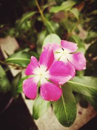 Close-up of pink flowering plant