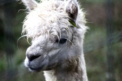 Close-up portrait of a alpaca