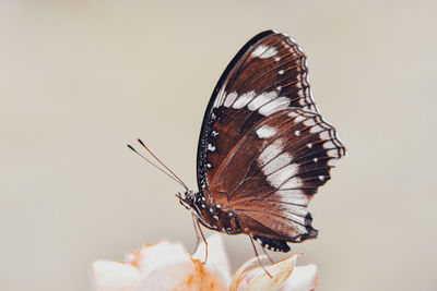 Close-up of butterfly pollinating flower