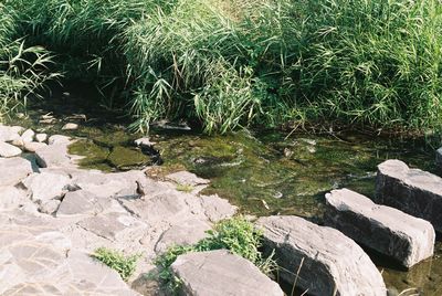 High angle view of snake on rock by plants