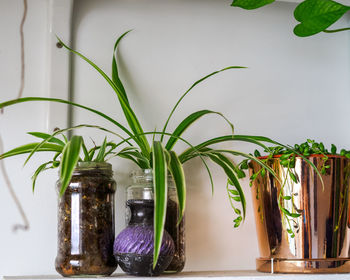 String of pearls in the pot and spider plants on the plant shelves, indoor plants, minimalist home.