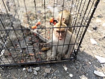 High angle view of monkey in cage