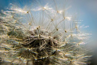 Close-up of dandelion against blurred background