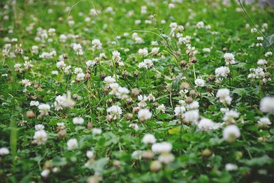 Close-up of white flowers blooming in field