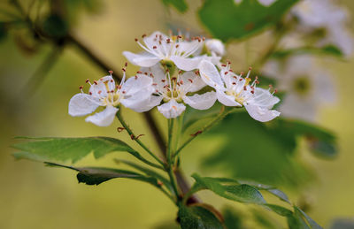 Close-up of cherry blossom