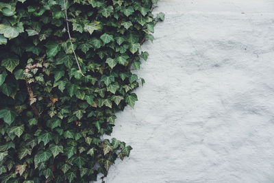 Ivy plants growing on white wall