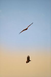 Low angle view of bird flying against sky