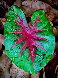 High angle view of wet plant leaves