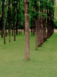 Trees growing on field