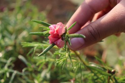 Close-up of hand holding red flowering plant