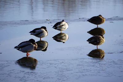 Flock of birds in lake during winter