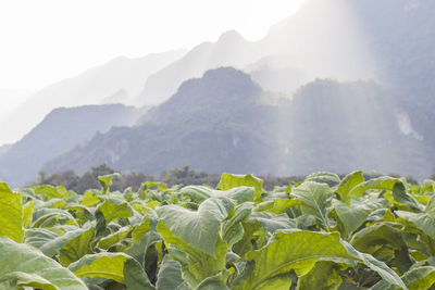 Scenic view of mountains in foggy weather