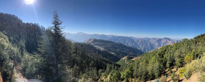 Panoramic view of pine trees against sky