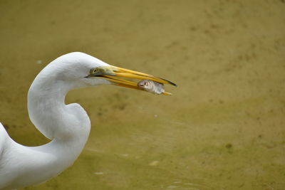 View of a bird