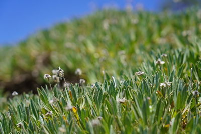 Close-up of flowering plants on land