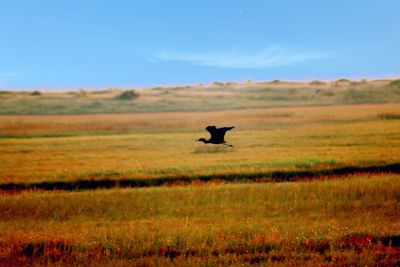 Scenic view of grassy field against sky