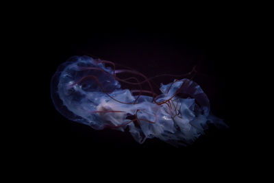 Close-up of jellyfish against black background