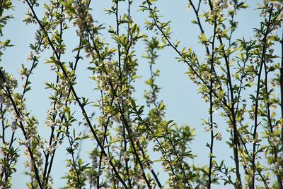 Low angle view of flowering plant against sky