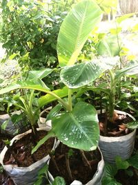 Close-up of fresh green potted plant in field