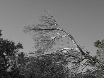 Low angle view of tree against clear sky