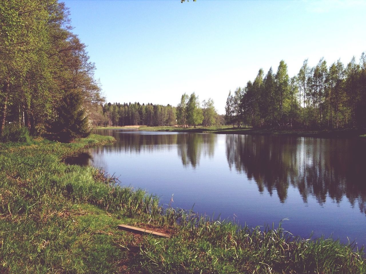 tree, water, tranquility, tranquil scene, reflection, lake, clear sky, scenics, beauty in nature, nature, growth, grass, idyllic, calm, green color, day, sky, non-urban scene, standing water, outdoors