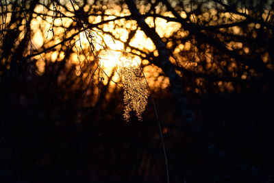 Close-up of silhouette trees at sunset