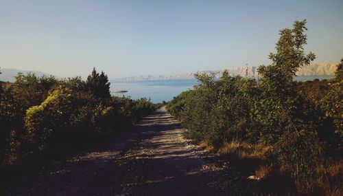 Plants and trees against clear sky