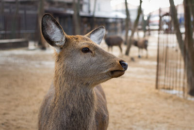 Close-up of deer looking away