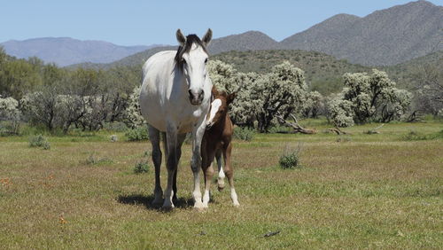 Horse in a field