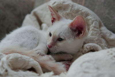 Close-up of cat resting