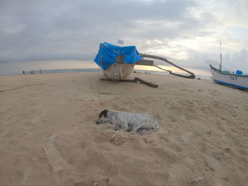 View of horse on beach against sky